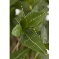 Pflanzen-für-dich.de Hedera helix, Efeu, immergrün, 60–100 cm