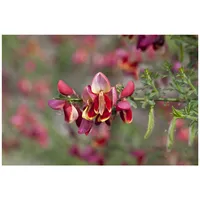 Pflanzen-für-dich.de Cytisus scoparius Goldfinch 30–40 cm