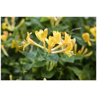 Pflanzen Für Dich Lonicera heckrottii, Geißblatt, duftend, 100–150 cm