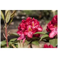 Pflanzen Für Dich Rhododendron Hybr. 'Junifeuer', leuchtend rot, 30–40