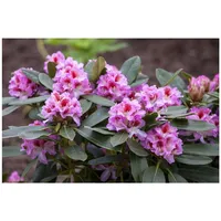 Pflanzen Für Dich Rhododendron Hybr. 'Belami', Rhododendron, rosa Blüten,