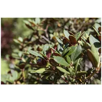 Pflanzen Für Dich Rhododendron neriiflorum 'Burletta', leuchtend rot, 30–40