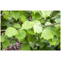 Pflanzen Für Dich Corylus avellana 'Nottinghams Früheste', Haselnuss, 60–100