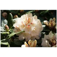 Pflanzen Für Dich Rhododendron Hybr. 'Goldbukett', gelb, 30–40 cm