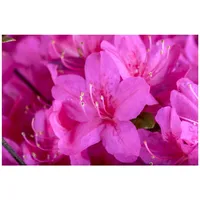 Pflanzen-für-dich.de Rhododendron obt. Diamant Purpur', Rhododendron, purpur, 15–20 cm