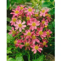 Pflanzen Für Dich Coreopsis rosea 'American Dream', rosa, ca.