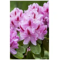 Pflanzen Für Dich Rhododendron Hybr. 'Furnivall's Daughter', rosa Blüten,