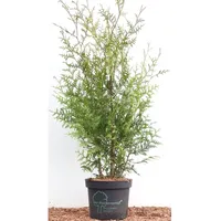 Pflanzen-für-dich.de Thuja occidentalis 'Brabant' 80–100 cm
