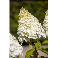 Pflanzen Für Dich Hydrangea paniculata 'Magical Moonlight', Rispenhortensie, weiß,