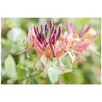 Pflanzen Für Dich Lonicera periclymenum, Geißblatt, 40–60 cm, duftend