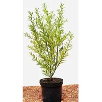 Pflanzen Für Dich Hippophae rhamnoides 'Leikora', Sanddorn, orange Beeren,