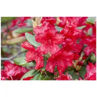 Pflanzen Für Dich Rhododendron yakusimanum 'Bohlkens Roter Stern', rot,