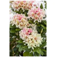 Pflanzen Für Dich Rhododendron yak. 'Percy Wiseman', rosa-weiß, 25–30