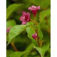 Pflanzen Für Dich Weigela 'Bristol Ruby', Weigelie, 80–100 cm