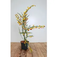 Pflanzen-für-dich.de Cytisus scoparius 'Dragonfly' 30-40 cm