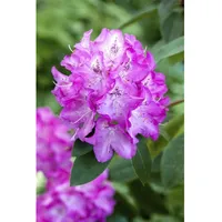 Pflanzen Für Dich Rhododendron williamsianum 'Andrea', rosa Blüten, 30–40