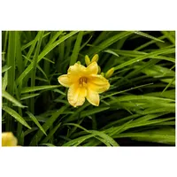 Pflanzen Für Dich Hemerocallis x cult. 'Happy Returns', Taglilie,