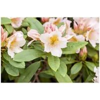 Pflanzen Für Dich Rhododendron Hybr. 'Belkanto', Rhododendron, rosa Blüten,
