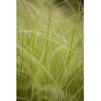 Pflanzen Für Dich Carex brunnea 'Variegata', C2