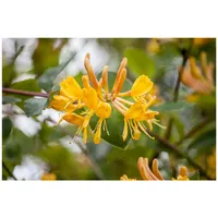 Pflanzen-für-dich.de Lonicera tellmanniana, Geißblatt, orange-gelb, 40–60 cm