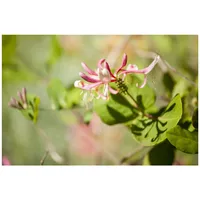 Pflanzen-für-dich.de Lonicera heckrottii Goldflame Geißblatt, rosa-gelb, 40–60 cm