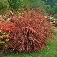 Pflanzen-für-dich.de Cytisus praecox 'Hollandia' 40-60 cm