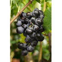 Pflanzen Für Dich Vitis vinifera 'Erdbeertraube', Weinrebe, 100–150 cm