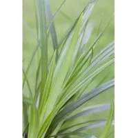 Pflanzen-für-dich.de Carex foliosissima 'Irish Green', Ziergras, ca. 11x11 cm