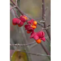 Pflanzen-für-dich.de Euonymus europaeus Pfaffenhütchen, 40–60 cm