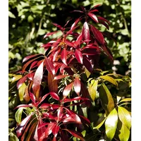 Pflanzen Für Dich Pieris japonica 'Red Mill', Japanische Lavendelheide,
