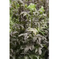 Pflanzen Für Dich Sambucus nigra 'Black Tower', Schwarzer Holunder,