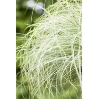 Pflanzen Für Dich Carex comans Mint Curls Ziergras, grün,