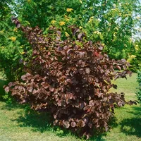 Pflanzen Für Dich Corylus maxima 'Purpurea', Purpur-Hasel, 60–100 cm