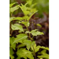 Pflanzen Für Dich Physocarpus opulifolius 'Angel Gold', Blasenspiere, goldgelb,