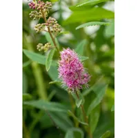 Pflanzen Für Dich Spiraea billardii 'Triumphans', Prachtspiere, rosa Blüten,