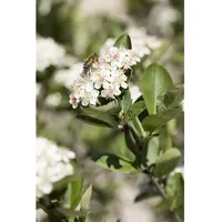 Pflanzen Für Dich Aronia prunifolia 'Nero', Apfelbeere, schwarz, 40–60