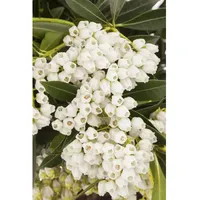 Pflanzen Für Dich Pieris japonica 'Debutante', Japanische Lavendelheide, weiß,