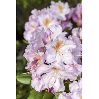 Pflanzen Für Dich Rhododendron Hybr. 'Janet Blair', rosa Blüten,