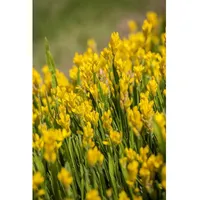 Pflanzen Für Dich Genista sagittalis, Flügelginster, 20–30 cm