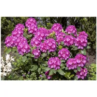 Pflanzen Für Dich Rhododendron Hybr. 'Claudine', rosa Blüten, 30–40