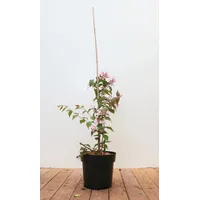 Pflanzen Für Dich Kolkwitzia amabilis 'Pink Cloud', Kolkwitzie, rosa