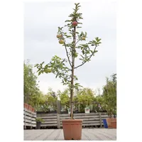 Pflanzen Für Dich Malus 'Idared', Apfelbaum, 150–200 cm