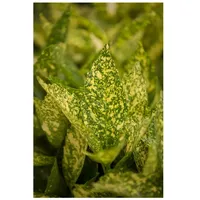 Pflanzen Für Dich Aucuba japonica 'Variegata', Japanische Aukube, buntes