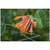 Pflanzen-für-dich.de Lonicera brownii 'Dropmore Scarlet' Geißblatt, scharlachrot, 40–60 cm