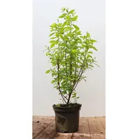 Pflanzen Für Dich Clethra alnifolia 'Pink Spire', Scheineller, rosa