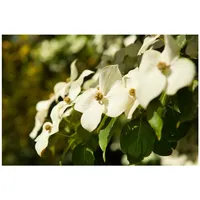 Pflanzen Für Dich Cornus kousa chinensis Chinesischer Blumen-Hartriegel, 40–60