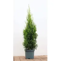 Pflanzen Für Dich Thuja occidentalis 'Smaragd' 80–100 cm