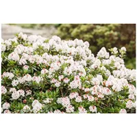 Pflanzen Für Dich Rhododendron micranthum 'Bloombux' -R-, kompakt, 30–40