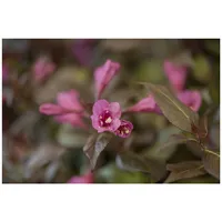 Pflanzen Für Dich Weigela florida 'Minor Black', Weigelie, dunkelrot,