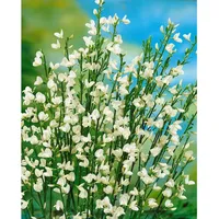Pflanzen Für Dich Cytisus praecox 'White Lion' 30-40 cm